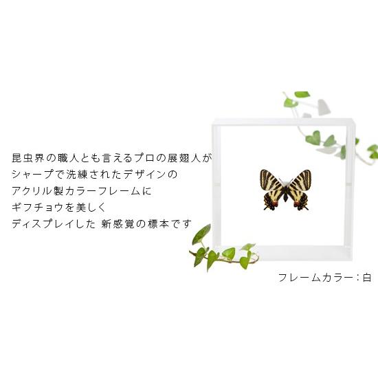 昆虫標本 蝶の標本 ギフチョウ アクリルフレーム 白 : ソプラノYahoo