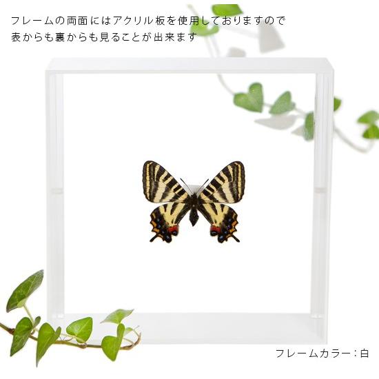 昆虫標本 蝶の標本 ギフチョウ アクリルフレーム 白 : ソプラノYahoo