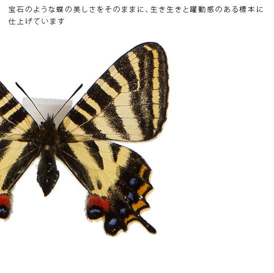 昆虫標本 蝶の標本 ギフチョウ アクリルフレーム 白 : ソプラノYahoo