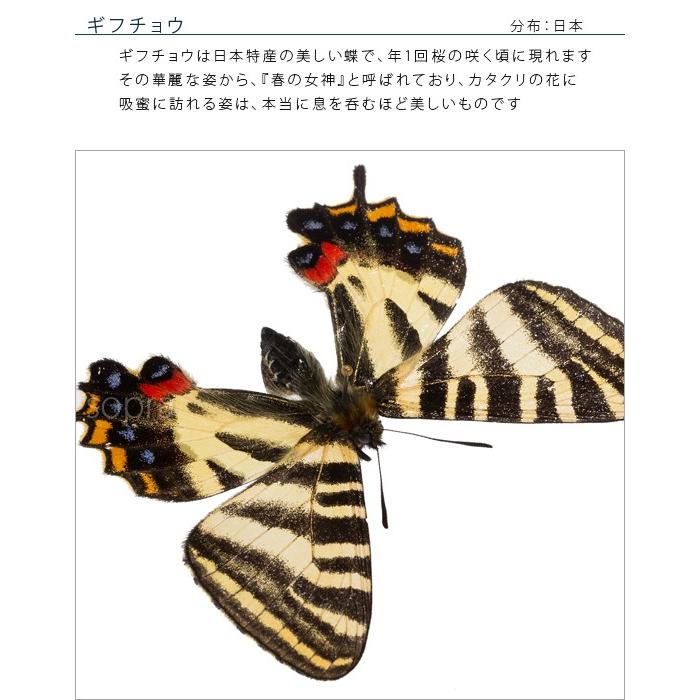 昆虫標本 蝶の標本 ギフチョウ アクリルフレーム 白 : ソプラノYahoo