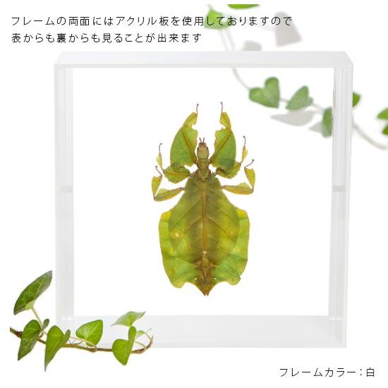 昆虫標本 コノハムシ アクリルフレーム 白｜soprano｜03