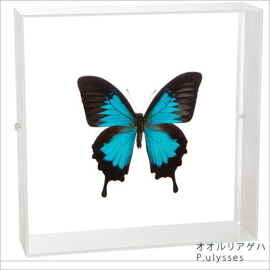 昆虫標本 蝶の標本 オオルリアゲハ アクリルフレーム 白 : ソプラノ