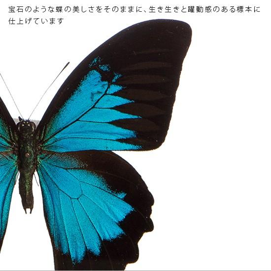 昆虫標本 蝶の標本 オオルリアゲハ アクリルフレーム 白 : ソプラノ