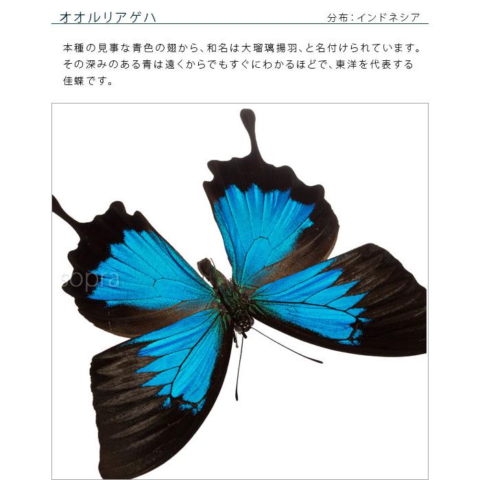 昆虫標本 蝶の標本 オオルリアゲハ アクリルフレーム 白 : ソプラノ