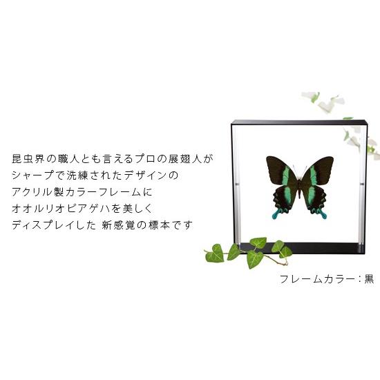蝶の標本 約100匹 木製フレーム入り 蝶の標本 約100匹 木製フレーム入り
