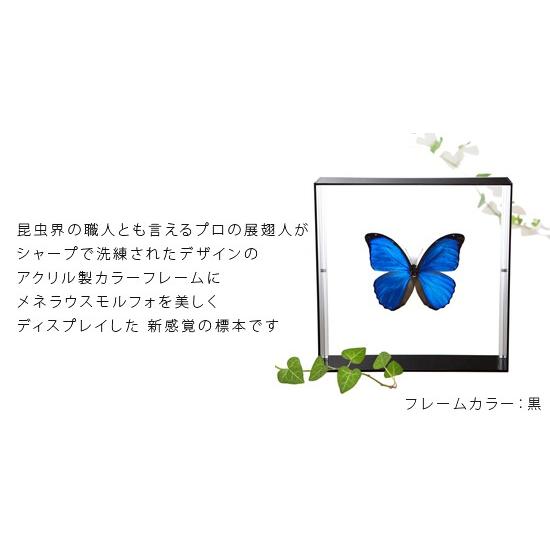 昆虫標本 蝶の標本 メネラウスモルフォ アクリルフレーム 白
