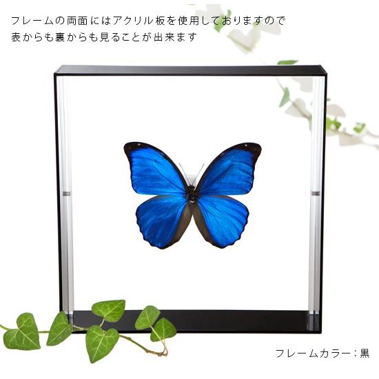 昆虫標本 蝶の標本 メネラウスモルフォ アクリルフレーム 白