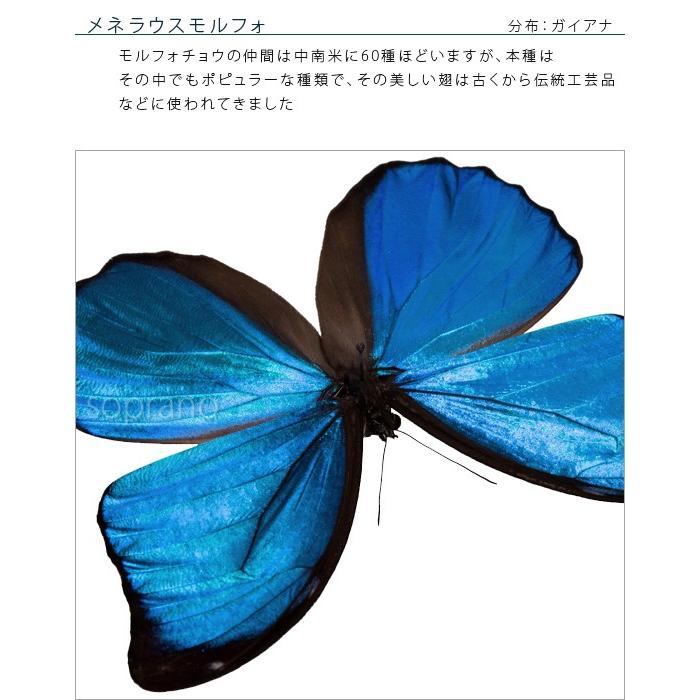 ポイント10倍 期間限定 昆虫標本 蝶の標本 メネラウスモルフォ アクリルフレーム 白｜soprano｜06