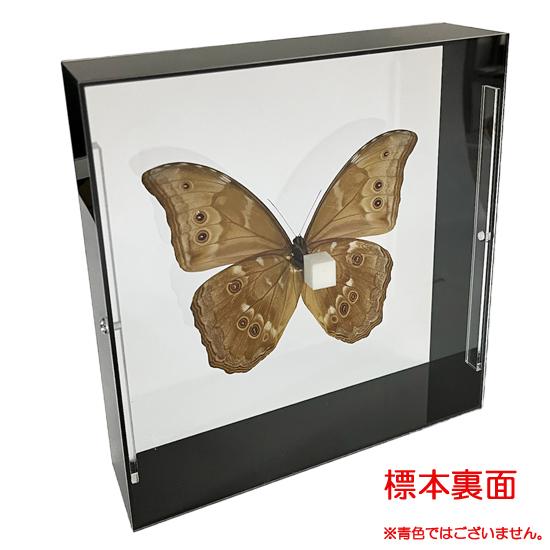 昆虫標本 蝶の標本 ディディウスモルフォ アクリルフレーム 黒