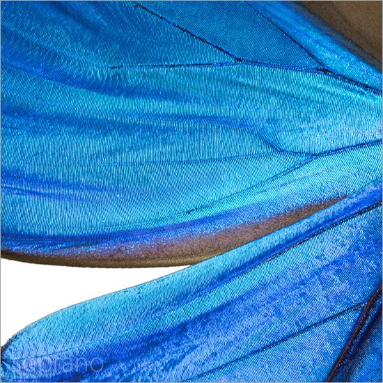 昆虫標本 蝶の標本 ディディウスモルフォ アクリルフレーム 黒 |  | 07