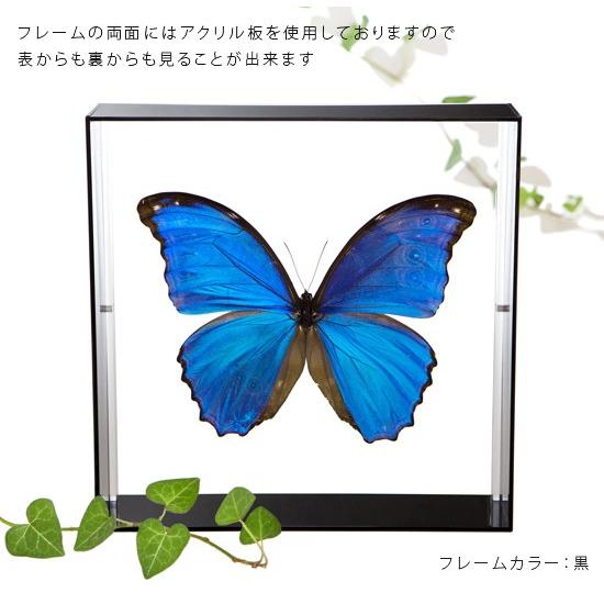 昆虫標本 蝶の標本 ディディウスモルフォ アクリルフレーム 白