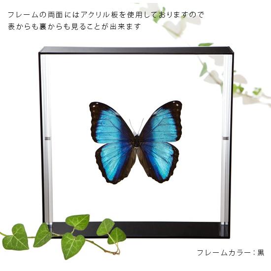 昆虫標本 蝶の標本 デイダミアモルフォ アクリルフレーム 白｜soprano｜03