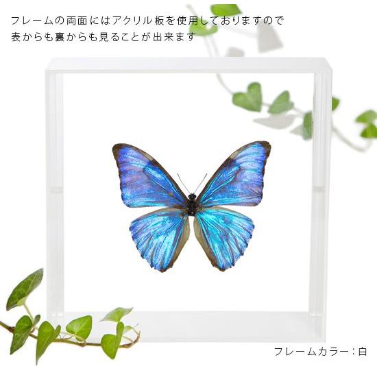 昆虫標本 蝶の標本 オーロラモルフォ アクリルフレーム 黒