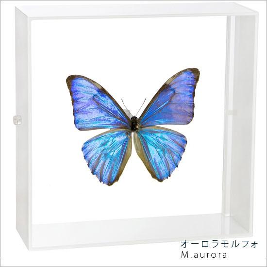 超美麗‼️メネラウスモルフォ インテリア標本 蝶標本 昆虫 モルフォ蝶