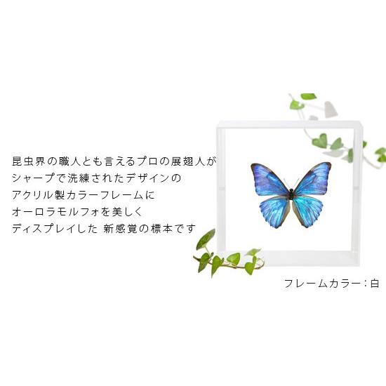 昆虫標本 蝶の標本 オーロラモルフォ アクリルフレーム 白｜soprano｜02