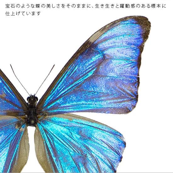 昆虫標本 蝶の標本 オーロラモルフォ アクリルフレーム 白｜soprano｜04