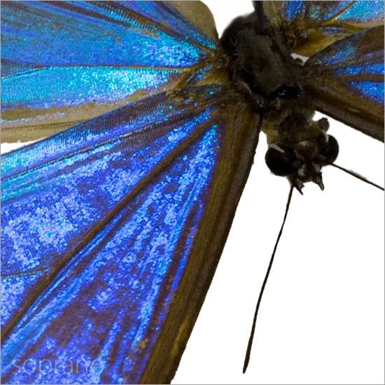 昆虫標本 蝶の標本 オーロラモルフォ アクリルフレーム 白｜soprano｜07