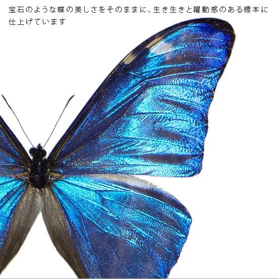 外国産蝶標本】デタニツマベニチョウ/インドネシア.Peleng産/99.2mm