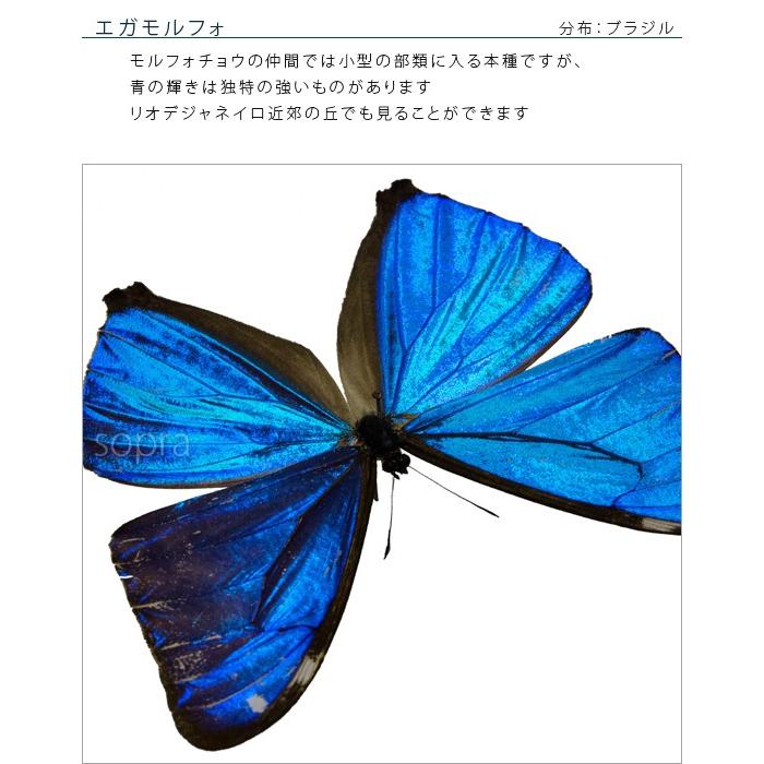 昆虫標本 蝶の標本 エガモルフォ アクリルフレーム 黒｜soprano｜06