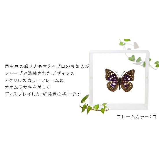 昆虫標本 蝶の標本 オオムラサキ アクリルフレーム 黒｜soprano｜02