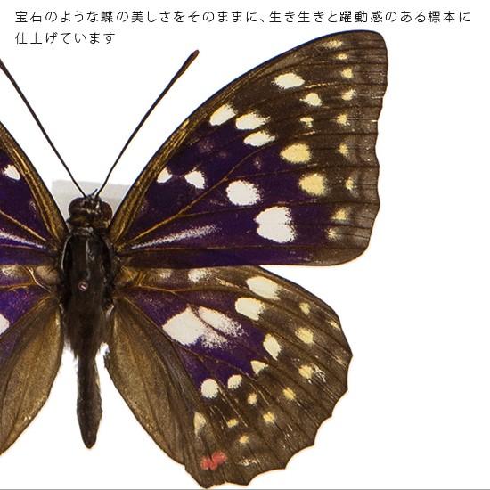 昆虫標本 蝶の標本 オオムラサキ アクリルフレーム 黒｜soprano｜04