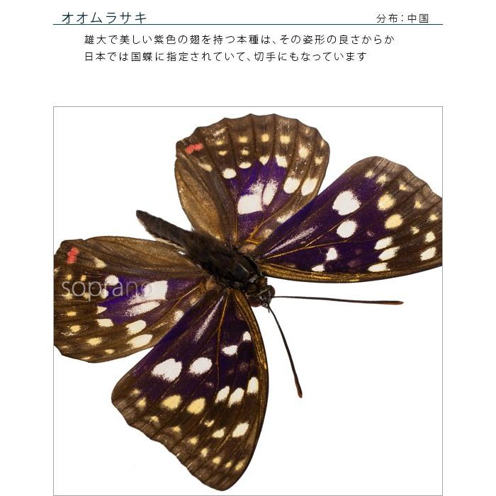 昆虫標本 蝶の標本 オオムラサキ アクリルフレーム 黒｜soprano｜06