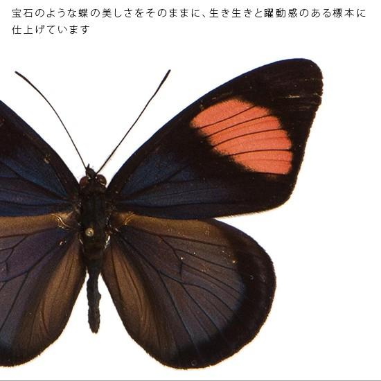 昆虫標本 蝶の標本 ベーツタテハ アクリルフレーム 黒 : ソプラノYahoo