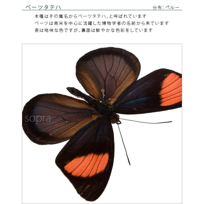 昆虫標本 蝶の標本 ベーツタテハ アクリルフレーム 黒｜soprano｜06