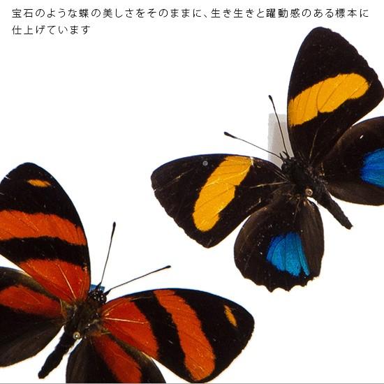 昆虫標本 蝶の標本 ウズマキタテハ 2頭 アクリルフレーム 黒