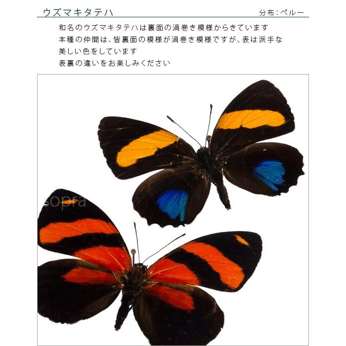 昆虫標本 蝶の標本 ウズマキタテハ 2頭 アクリルフレーム 黒