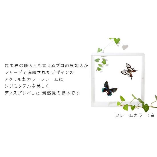 昆虫用品 蝶標本 シジミタテハ セット
