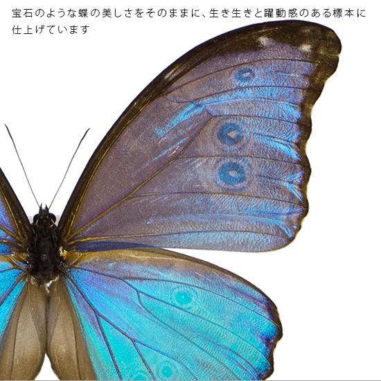 昆虫標本 蝶の標本 ゴダルティモルフォ ペルー産 アクリルフレーム 黒｜soprano｜04