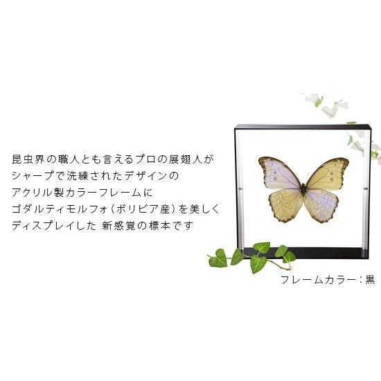 昆虫標本 蝶の標本 ゴダルティモルフォ ボリビア産 アクリル