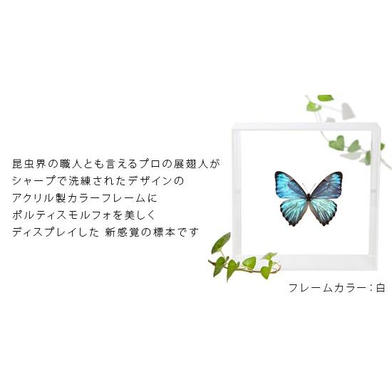 蝶 標本 額入り 22種　モルフォ　等　昆虫標本 蝶標本 まとめ売り 楽天市場】昆虫標本 蝶の標本 エガモルフォ メタリック調ライト