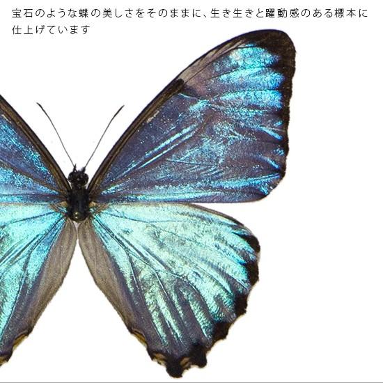 昆虫標本 蝶の標本 ポルティスモルフォ アクリルフレーム 白