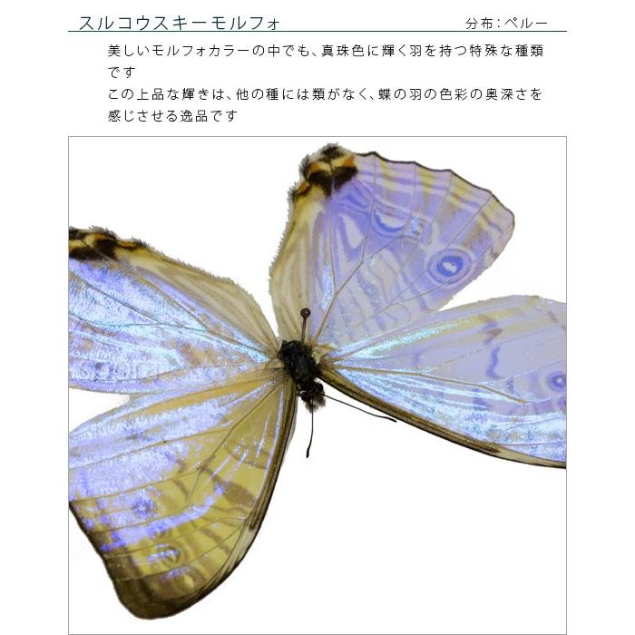 昆虫標本 蝶の標本 スルコウスキーモルフォ アクリルフレーム 白