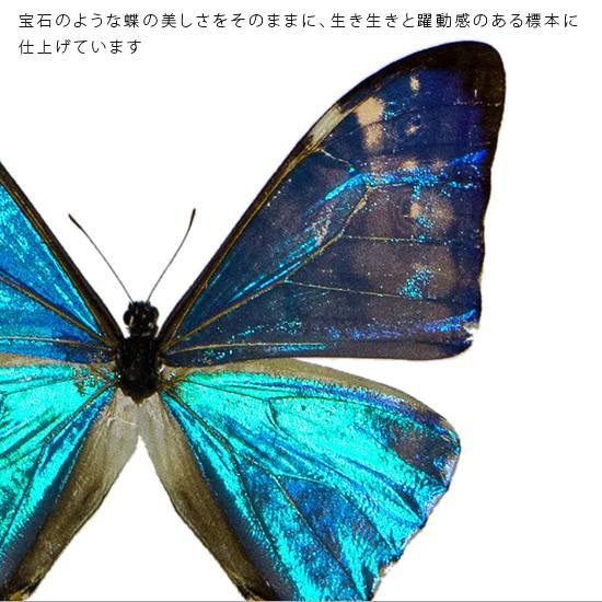昆虫標本 蝶の標本 ゼフィリテスモルフォ アクリルフレーム 白｜soprano｜04