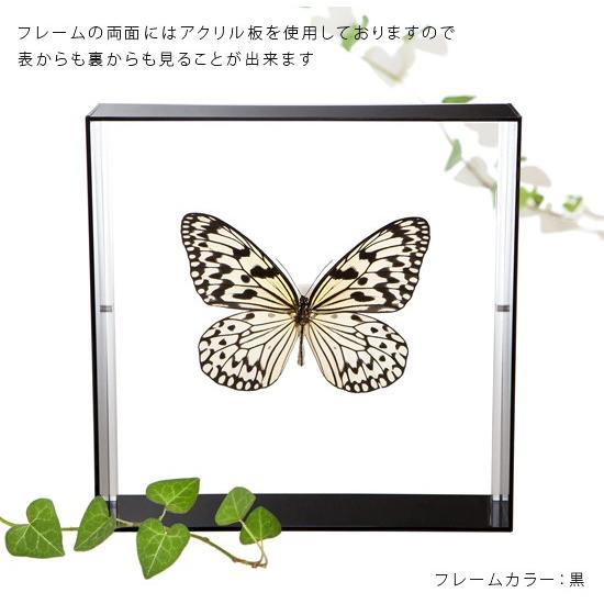 昆虫標本 蝶の標本 オオゴマダラ アクリルフレーム 黒 : ソプラノYahoo