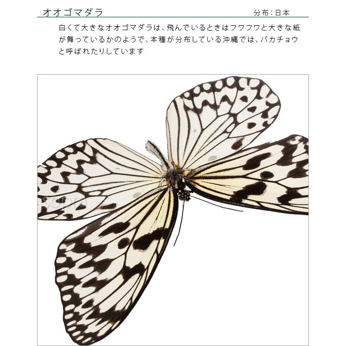 昆虫標本 蝶の標本 オオゴマダラ アクリルフレーム 黒 : ソプラノYahoo
