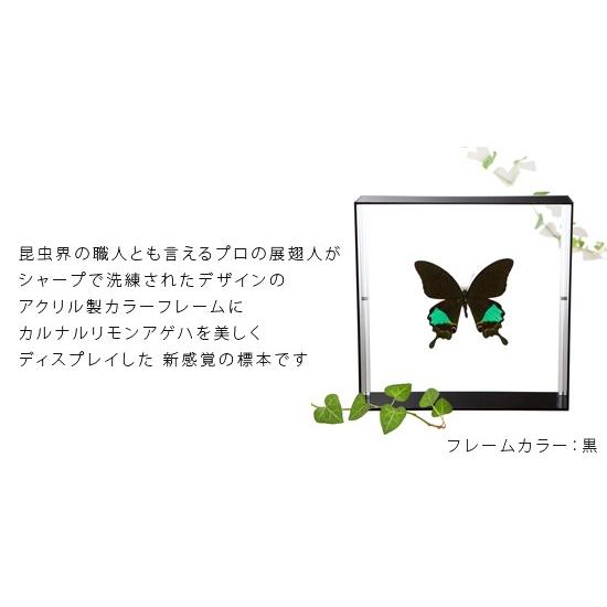 昆虫標本 蝶の標本 カルナルリモンアゲハ アクリルフレーム 白