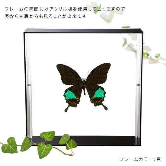昆虫標本 蝶の標本 カルナルリモンアゲハ アクリルフレーム 白