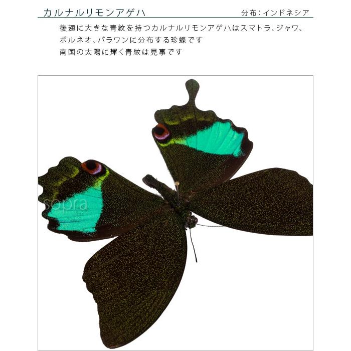 昆虫標本 蝶の標本 カルナルリモンアゲハ アクリルフレーム 白