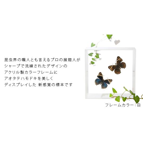 昆虫標本 蝶の標本 アオタテハモドキ 2頭 アクリルフレーム 白｜soprano｜02
