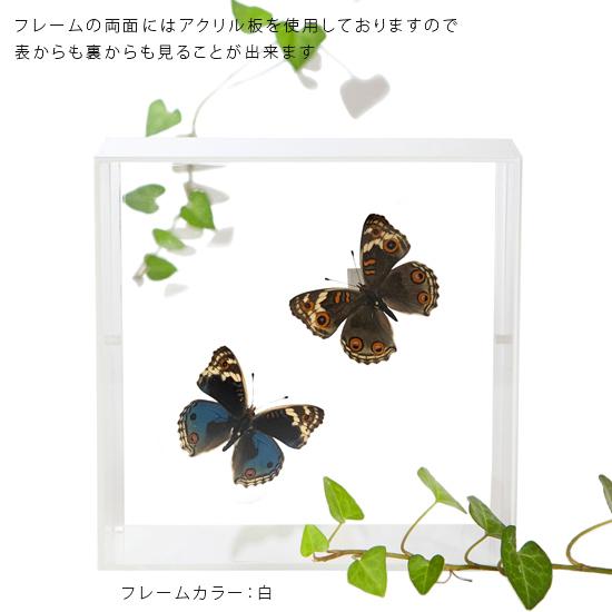 昆虫標本 蝶の標本 アオタテハモドキ 2頭 アクリルフレーム 白