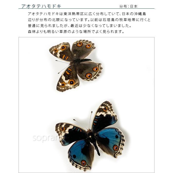 昆虫標本 蝶の標本 アオタテハモドキ 2頭 アクリルフレーム 白｜soprano｜06