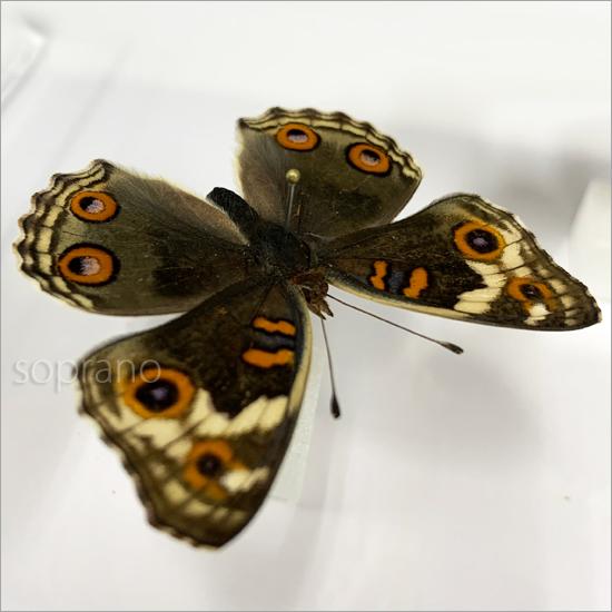 昆虫標本 蝶の標本 アオタテハモドキ 2頭 アクリルフレーム 白｜soprano｜07