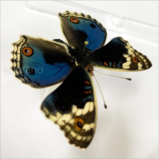 昆虫標本 蝶の標本 アオタテハモドキ 2頭 アクリルフレーム 白｜soprano｜08