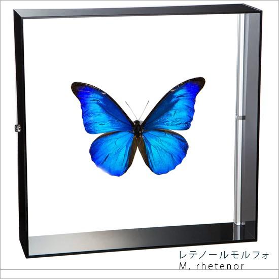 蝶 モルフォ 標本 額装 昆虫 美術品・アンティーク 蝶 モルフォ 標本 額装 昆虫 美術品・アンティーク