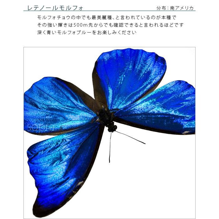 昆虫標本 蝶の標本 レテノールモルフォ アクリルフレーム 白