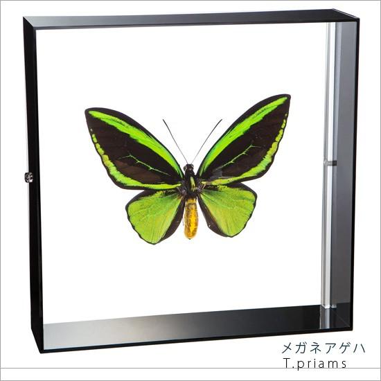昆虫標本 蝶の標本 メガネアゲハ アクリルフレーム 黒